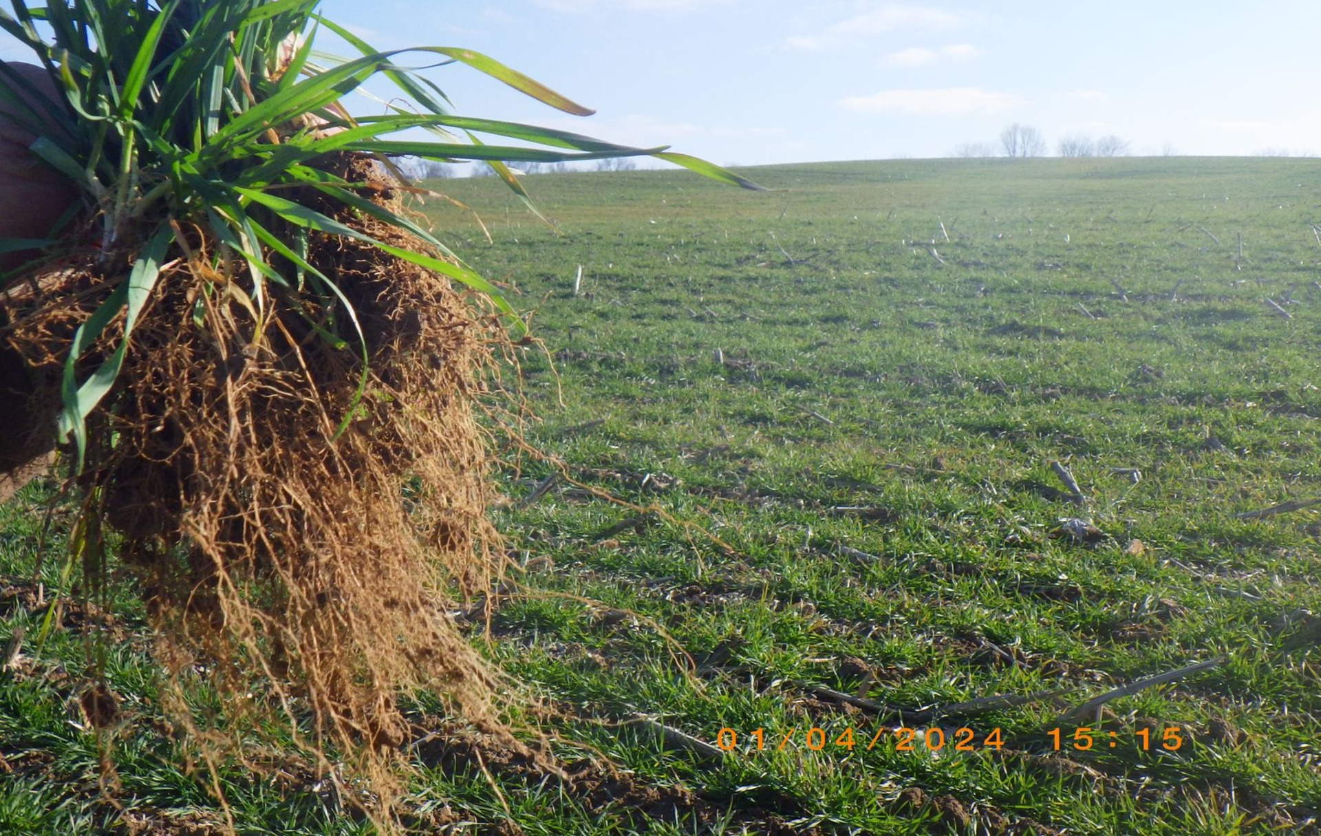 healthy roots